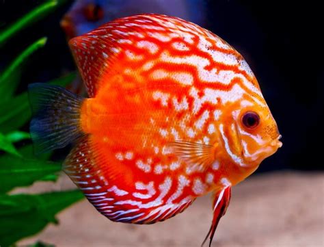 discus fish price philippines|Discus Fish: The Complete Price, Care & Types Guide.